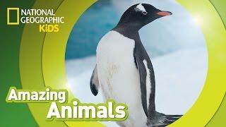 Gentoo Penguin   Amazing Animals