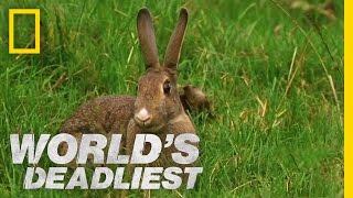Stoat Hypnotizes Rabbit  Worlds Deadliest
