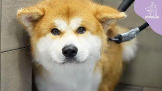 I Cant Even Touch This Japanese Akita Inu