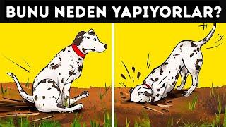 Köpeklerin 19 Tuhaf Davranışının Gerçek Anlamları