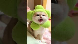 Cat videos cute cats kittens 