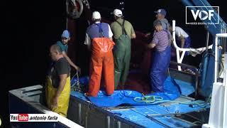 Apanha do Chicharro isco para pesca do Atum 2020 Ilha Pico