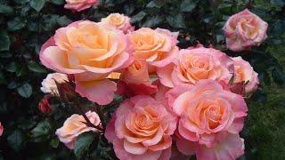 ТОП 20 изумительных  ЧАЙНО-ГИБРИДНЫХ роз  TOP 20 amazing HYBRID TEA roses