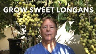 GROWING SWEET LONGANS  ALMOST HARVEST TIME  CALIFORNIA HOT SUMMERS  COOL WINTERS