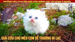 Mèo con đi lạc may mắn gặp được chàng trai tốt bụng  Review Con Người và Cuộc Sống