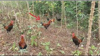 Mikat RAJA Ayam HUTAN bertaji tajam