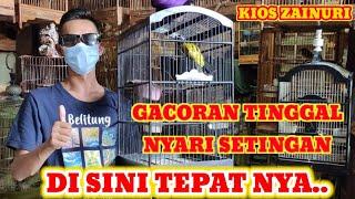 KIOS ZAENURI TEMPAT BURUNG GACORAN TERBARU  READY KACER MURAI SAMYONG TLEDEKAN ORI JAWA DLL