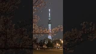 Sakura in Full Bloom at Sumida Park River Walk April 5 2024 #sakura2024