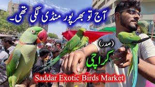 Exotic Parrots & Birds Market Sadar Karachi 2024 Latest Update in Urdu Hindi  Birds market Pakistan