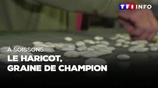 À Soissons  le haricot graine de champion