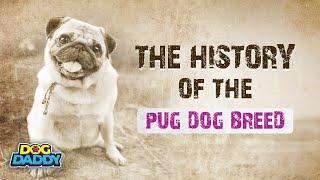 The History of The Pug Dog Breed