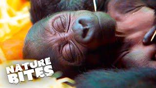 ADORABLE Baby Gorilla Is Born  Amazing Animal Babies  Nature Bites