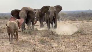 Albino Baby elephant Khanyisas incredibly emotional greeting by the Jabulani Herd