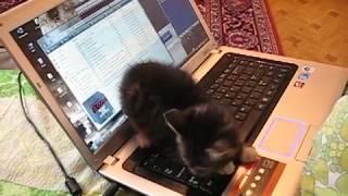 The laptop cat