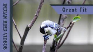 The Great Tit Parus major or Cinereous Tit Parus cinereus - कवडी रामगंगा - பட்டாணிக் குருவி