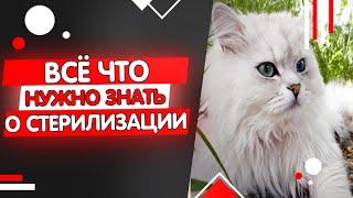 Всё что нужно знать о стерилизации кошек