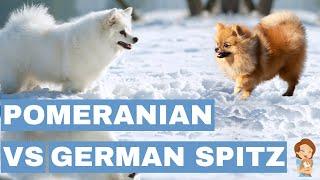 Pomeranian vs. German Spitz Similarities & Shocking Differences