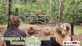 Orangutan Feeding Station Tanjung Harapan@orangutanhouseboattour6258
