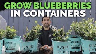 How to Grow Blueberries in Containers Soil and Planting