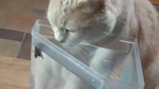 Funny Cat Video  Fish Bowl  Hilarious Animal Videos