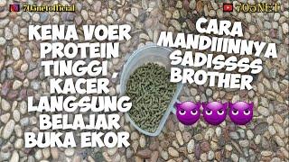 MAKAN VOER PROTEIN TINGGI  KACER LANGSUNG BELAJAR BUKA EKOR