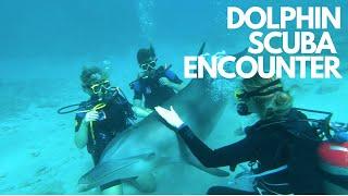 Dolphin Scuba Encounter - Dolphin Academy Curaçao