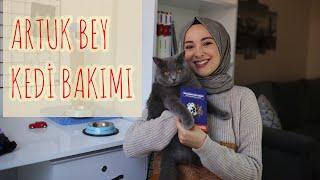 EVDE KEDİ BESLEMEK  BRITISH SHORTHAIR