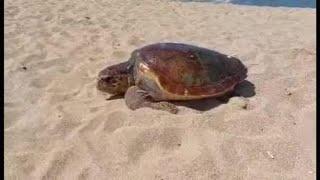 Tartaruga in spiaggia a monopoli nidifica e torna in mare