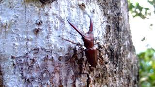 Cyclommatus giraffa - Stag Beetle  Hirschkäfer