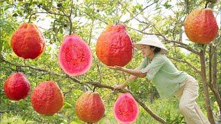 Harvesting GUAVA FRUIT STAR APPLE FRUIT...Goes To The Market Sell -Making garden  Cooking