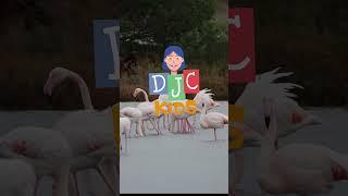 Flamingo Fun Facts Extravaganza with DJC Kids  #kidslearning #childrenseducation #learningisfun