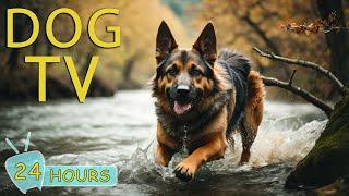 DOG TV Best Video Entertainment for Dogs - Soothing Music to Calm Dogs with Anxiety When Home Alone