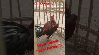 Ayam Pakhoy Super Istimewa 