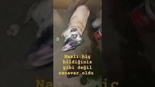 KARANLIKTA BENİ TANIMAZ NE OLUYOR BUNLARA? #kangal #sivaskangalı #köpek #alabai #doglover #dog