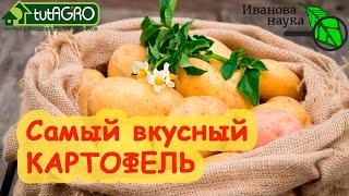 НАЗВАН САМЫЙ ВКУСНЫЙ СОРТ КАРТОФЕЛЯ Этот картофель - вне конкуренции. Очень вкусный и урожайный