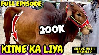 Kitne Ka Liya - WEDNESDAY UPDATE - Cow Mandi - Lahore Shahpur Kanjra - Bakra Mandi Pakistan 2024