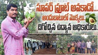 Successful Avacado Farming  సూపర్ ఫ్రూట్ అవకాడో సాగు  Avacado Farm  Shiva Agri Clinic