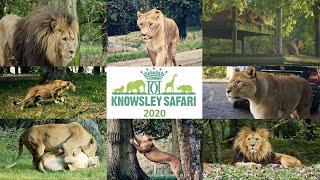 Knowsley Safari Lion Pride Jazz - October 2020