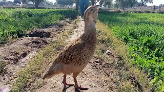 dhakni tetar ki awaz  Grey francolins call #birdslover #partridge #tetar #francolinushunter