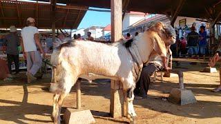 BAKALAN SUPER HARGA MULAI 1 JUTA‼️ PASAR KAMBING PURWANTORO