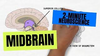 2-Minute Neuroscience Midbrain