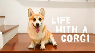 #3 Pengalaman Pelihara Anjing Corgi   LUNA HAPPY FAMILY