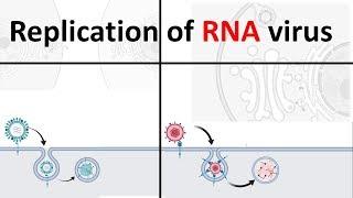 Replication of RNA virus  How RNA virus replicate  Virology USMLE