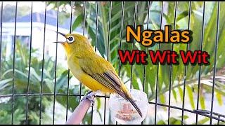 Pancingan Pleci Ngalas Wit Wit Wit Mudah Di Tiru