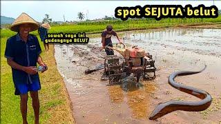 Its really okay to do this - fishing for eels in the rice fields that are being plowed