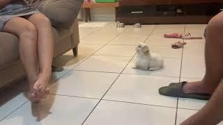 SHIH TZU dando cambalhota E brincando - bolinha de pelo