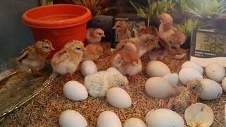 INCUBATOR CHICKS  SOFT CHICKEN EGG  FERTILE EGGS HATCHING  DIY  YOU CAN DO THIS