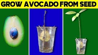 Grow Avocado Tree from Seed in Water