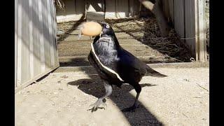 Whats stealing my chicken eggs? Australian Raven. Bird steals eggs.