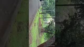 My first vlog mango garden vlog Belapur CBDMango garden vlog #firstvlog#shorts#vlog #mangogarden